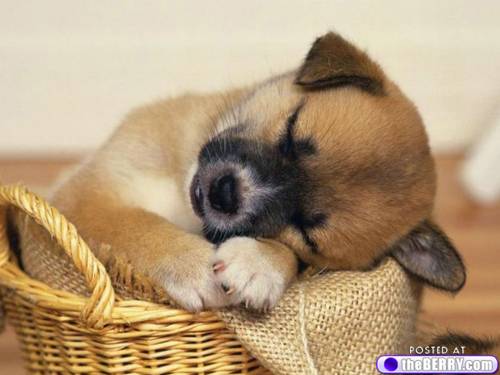 a-sleepy-puppies-4