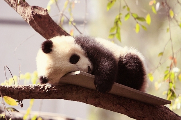 l-Sleepy-Panda